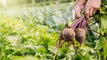 How and When to Harvest Beets from Your Garden
