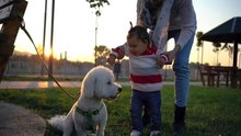 Barboncino toy il cane più bello del mondo