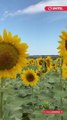 En Bolivia, en septiembre se da inicio a la primavera y al mes del amor, por ello muchos enamorados aprovechan para expresar todo su cariño hacia esa persona especial con flores y para ello utilizan flores amarillas, un detalle que se ha viralizado en red