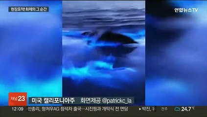 [지구촌톡톡] 푸른 빛 뿜어내는 돌고래…공연장 진상의 정체는?