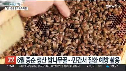 "국내산 밤나무꿀 면역력 향상·바이러스 억제 효과"