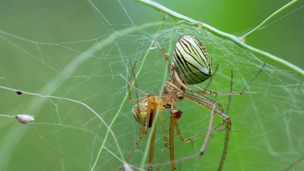 Unique Mating of Orb Spiders