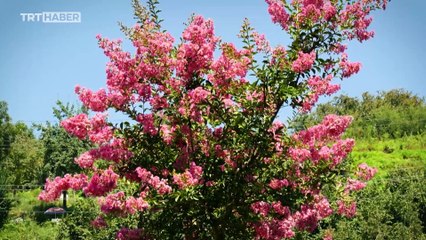 Yakın Rotalar: Akçakoca