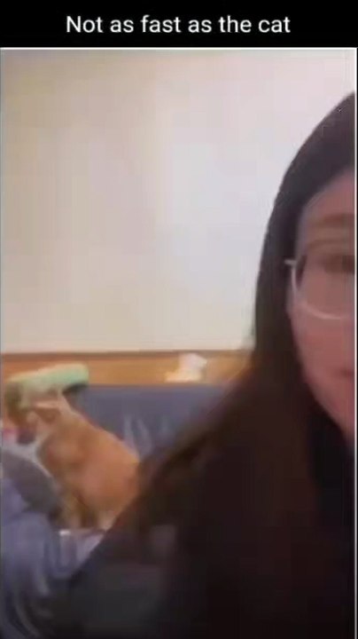 cute crazy cat #3