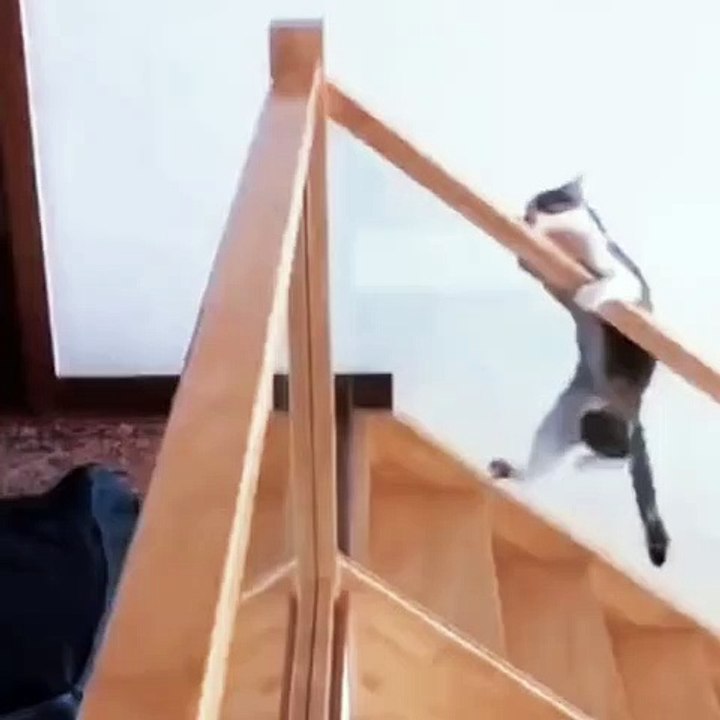 cute crazy cat #4