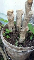 bahan bonsai sancang