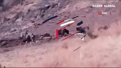 Sayıları arttı, ilçe merkezlerine kadar inip diğer hayvanlara zarar veriyorlar!