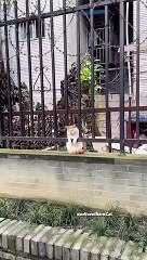 Cat Savage Moment | Animal moment | Mankind