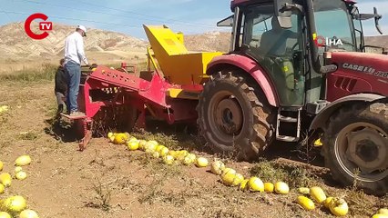 İlk defa ekti, tonlarca ürün elde etti: Dönüm başına 120 kilo!
