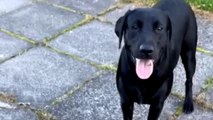 Dog's HILARIOUS failed attempts at catching a ball show that life isn't always meant to be taken seriously