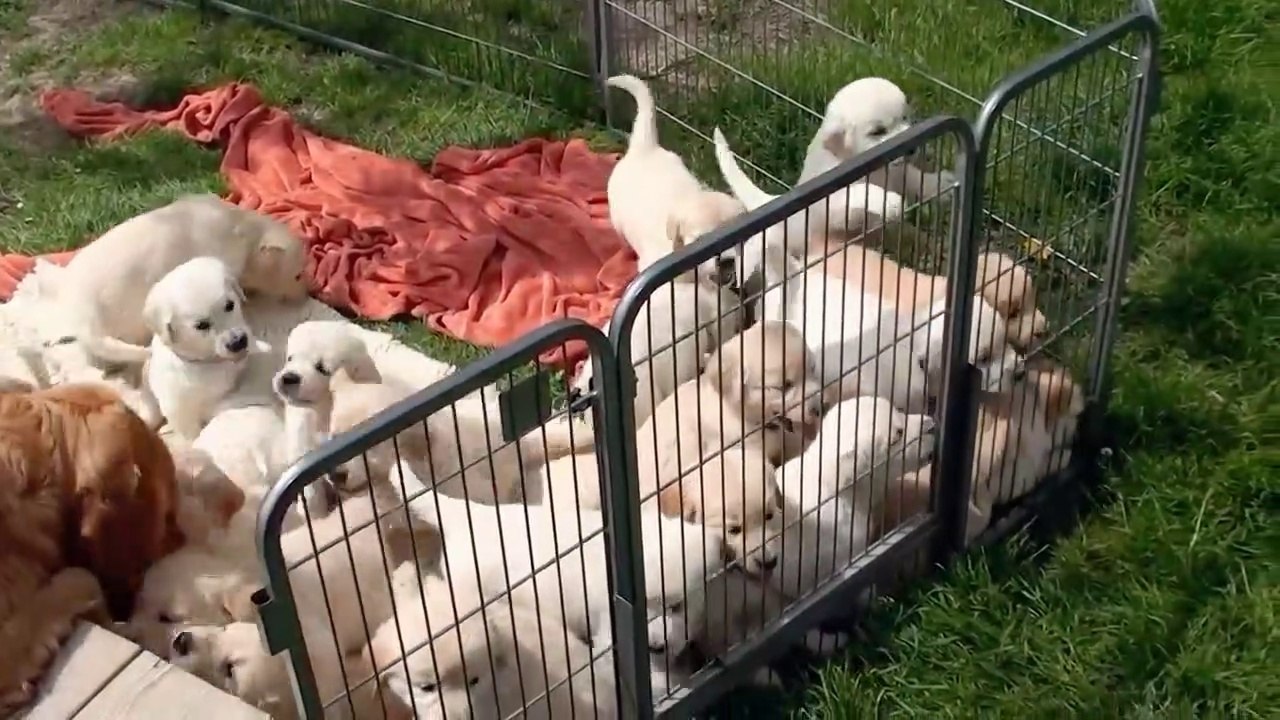 New Dogs Puppies Video 2023, Dogs Puppies Video, New Dogs Video, Cute Dogs Puppies Video, Beautiful Dogs Puppies Video,