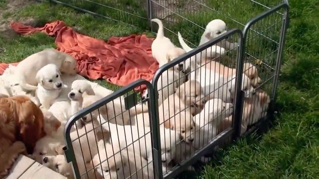 New Dogs Puppies Video 2023, Dogs Puppies Video, New Dogs Video, Cute Dogs Puppies Video, Beautiful Dogs Puppies Video,