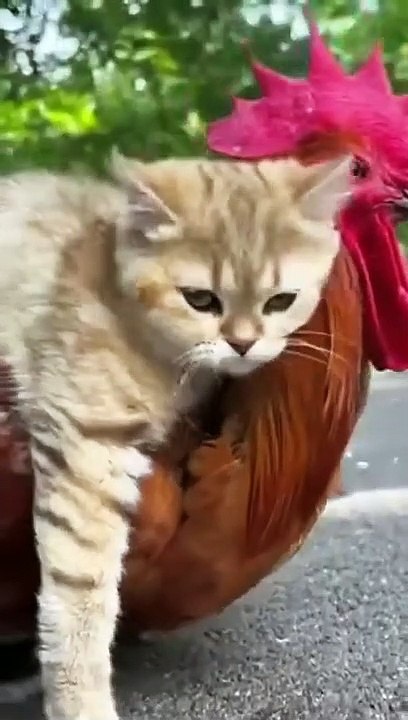 naa-haasile-mb-phert-pets-new-funny-free-download-funny-animal-videos-copyright-free