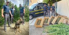 Bagnocavallo (RA) - Coltiva marijuana in casa tra alberi da frutto: arrestato (23.09.23)