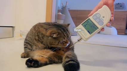 How Bad Does LuLu Stink? | Kittisaurus