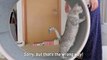 Run LuLu Run! Extreme Cat Wheel Workout! | Kittisaurus