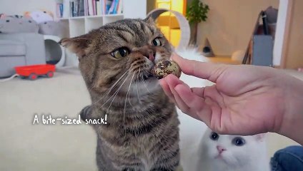 Will LuLu Eat an Ostrich Egg? | Kittisaurus