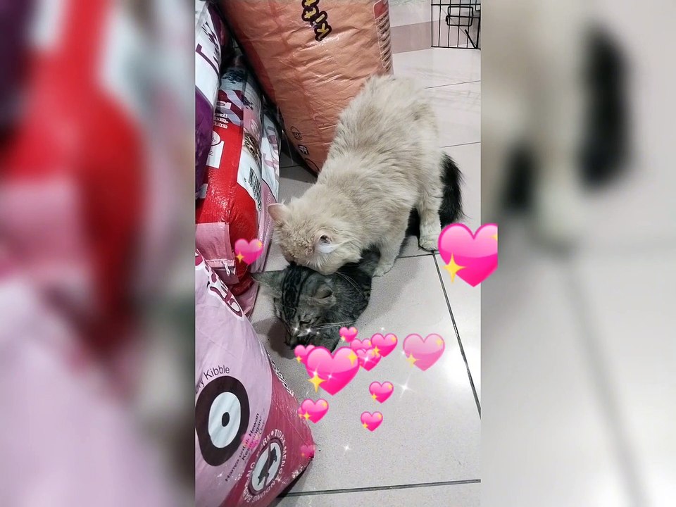 cats mating