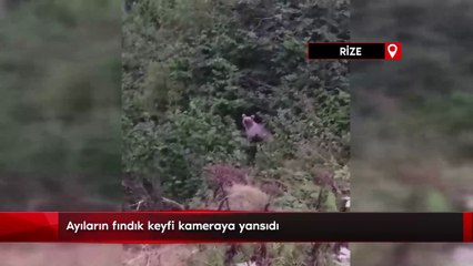Ayıların fındık keyfi kameraya yansıdı