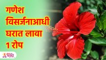 गणपतीच्या 10 दिवसात 1 रोप नक्की लावावं Place this plant before Ganesh Visarjan | Vastu Tips | KA3