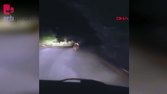 Köy yolunda otomobilin önüne ayı çıktı