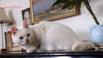 Purr-fectly Charming Cats Compilation