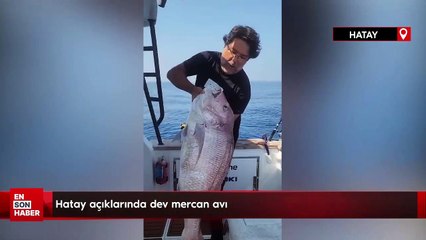 Hatay açıklarında dev mercan avı