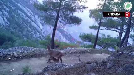 Yaban keçilerinin yavrularını beslediği anları fotokapan kaydetti