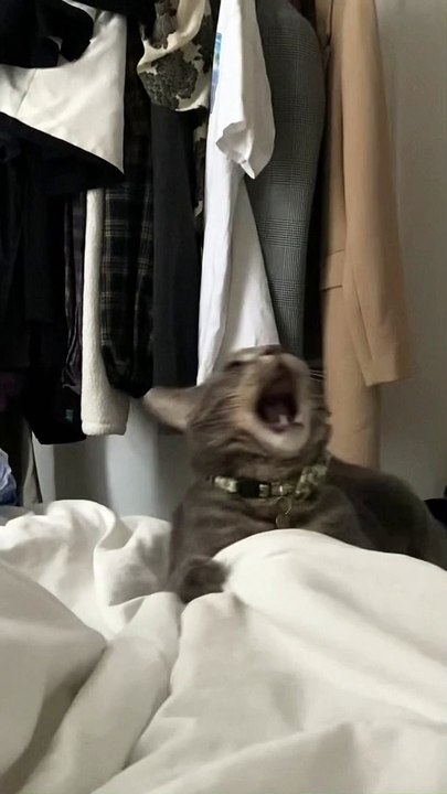 cute crazy cat #9