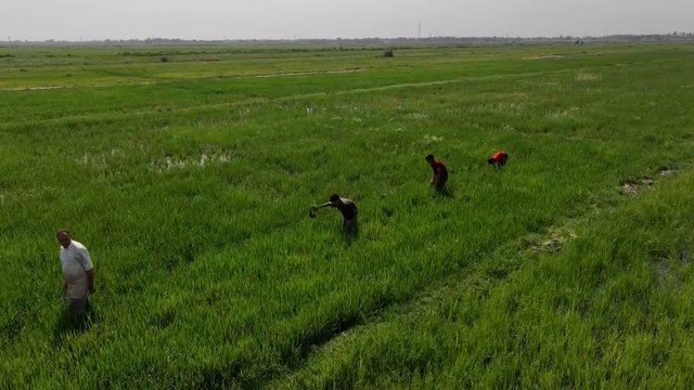 بسبب شح المياه.. وقف زراعة الأرز حتى إشعار آخر في العراق