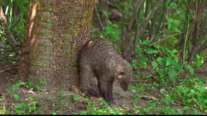 Heroines of the Savannah - Trailer