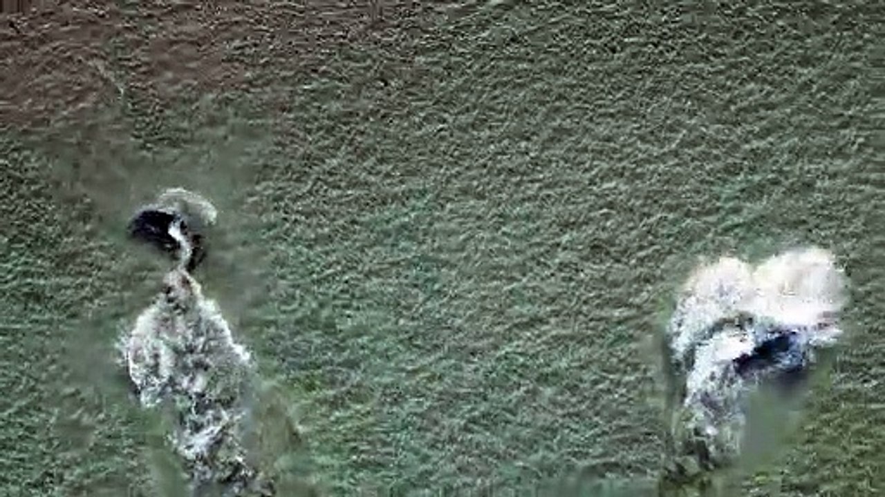 Dolphins Hunt In Synchronized Swim