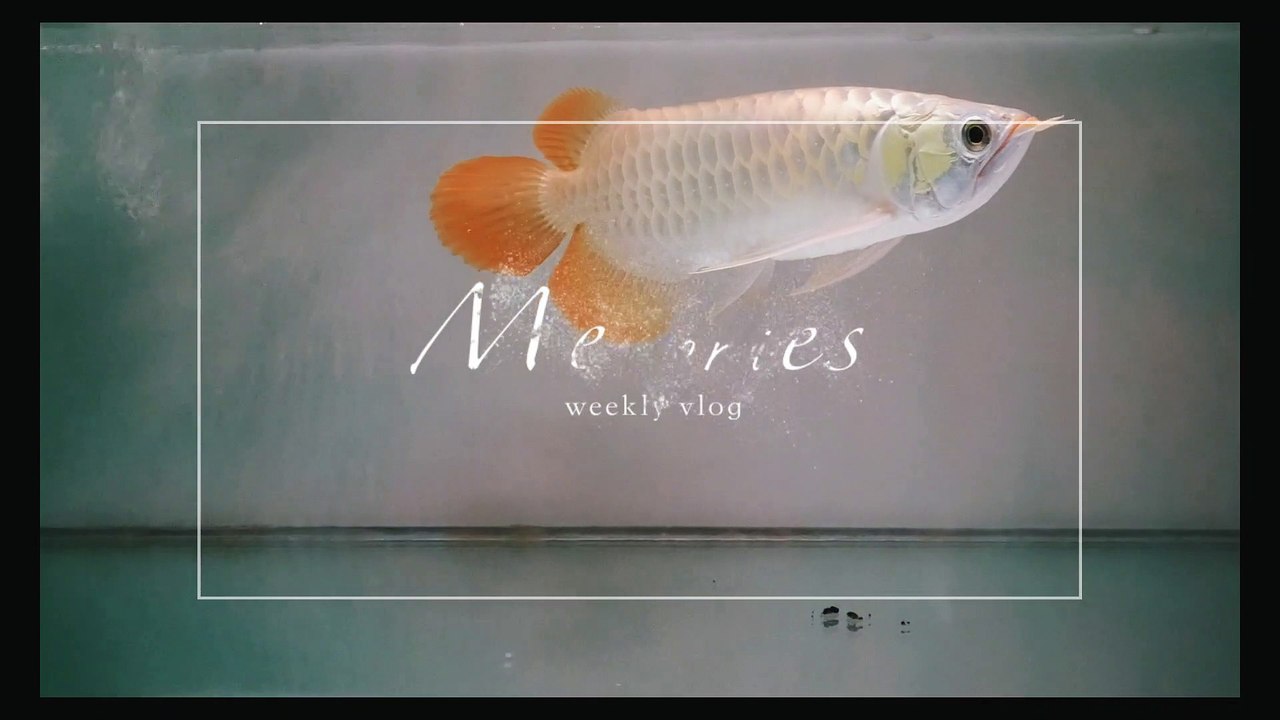 Sultan Fish