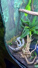 Python Flops Off Branch
