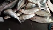 Fish market of India Here you will find different types of fish and very cheap. Among fish there are different types of fish like hilsa fish every fish market in India is famous.