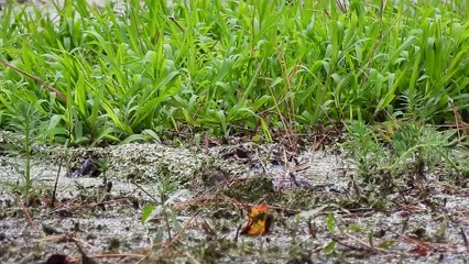 Alligator Camouflages In Murky Water