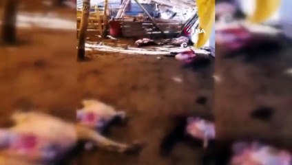 Ahıra saldıran kurtlar, 50 koyunu telef etti