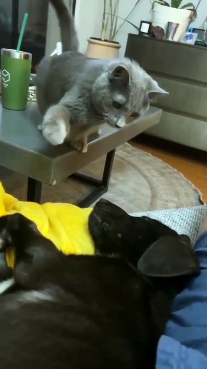 Funny Animals