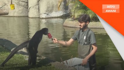 'Ais krim' sejukkan haiwan di Brazil