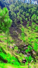 My village | My first Vlog | #vlog #travelvlog #lifevlog #dailyvlog #dailymotion