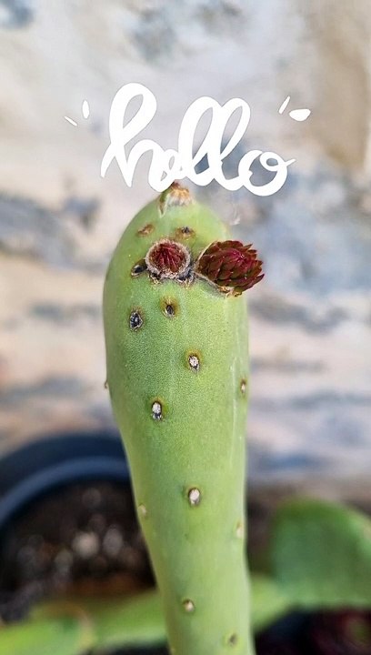 plante grasse pousse