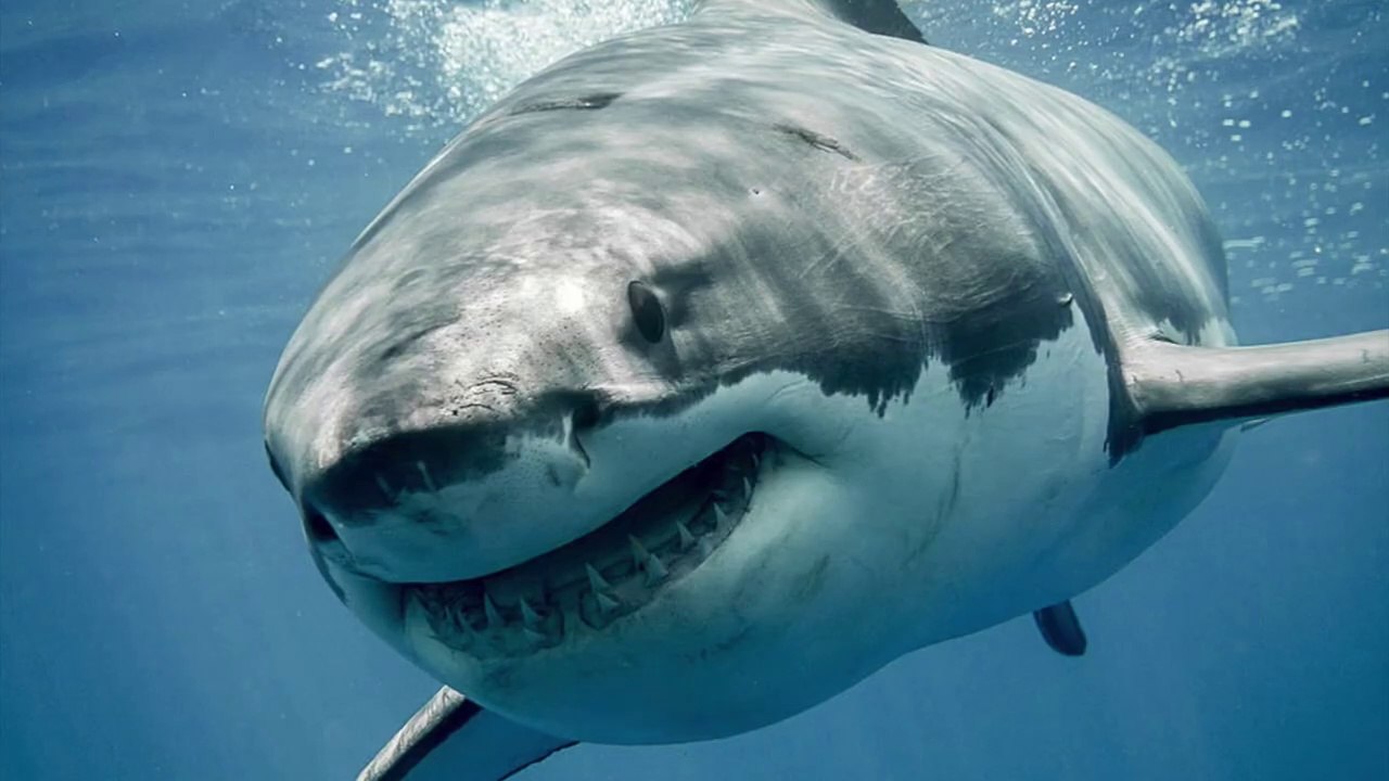 How to Survive a Shark Attack? | According to Shark Experts