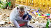 (Tổng hợp). Những chú khỉ con không được khỉ mẹ ''che chở & bảo vệ . Monkeys A11