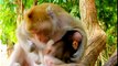 (Tổng hợp). Những chú khỉ con không được khỉ mẹ ''che chở & bảo vệ . Monkeys A09.
