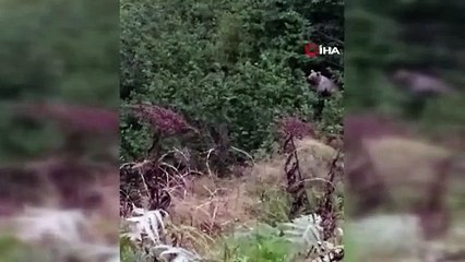 Ayılar fındık bahçesinde keyif yaptı