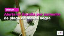 Alerta en España por aumento de plaga de mosca negra