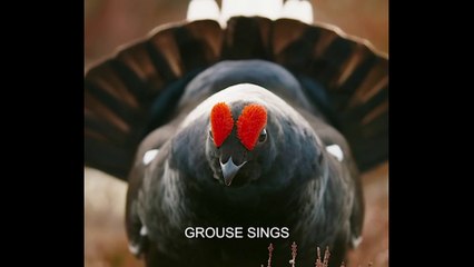 Beautifull Black Grouse (Belibis Hitam yang Cantik)