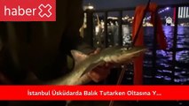 İstanbul Üsküdar'da Balık Tutarken Oltasına Yavru Köpek Balığı Takıldı