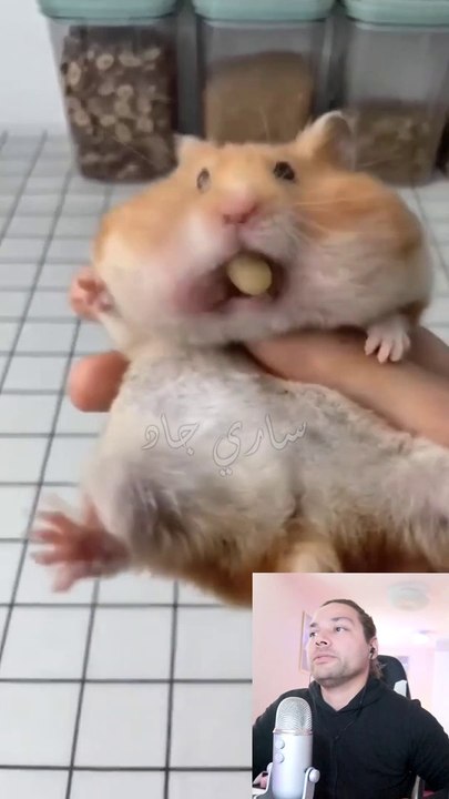 سنجاب ابن حرام صدمة ساري جاد GAD TV