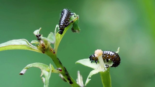 Flea Beetles Larvae